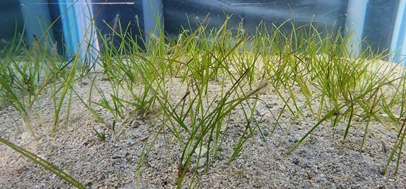 水試所澎湖漁業生物研究中心在澎湖海域淺坪，在通梁、重光、港子及虎井等淺坪海域種植海草與海草床修復，成果可見。