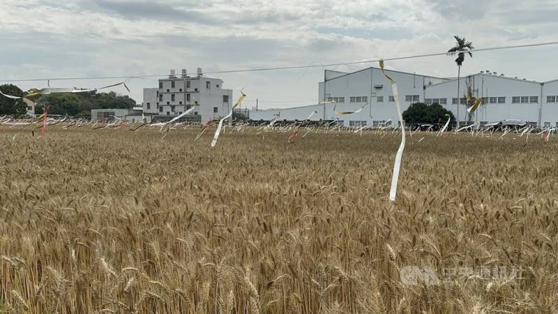 又到金黃麥浪季節，台中市大雅區農會7日起將推出2026小麥產業文化節，以「麥穗蹦馬戲」為主題，希望帶給民眾歡樂氣氛