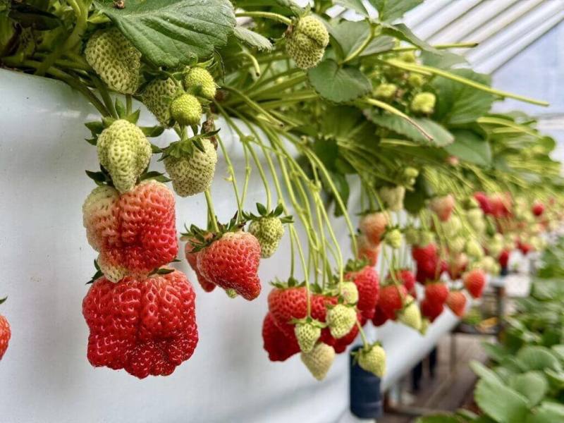 台北市產業發展局宣布「2026內湖草莓季」登場，民眾可至白石湖休閒農業區、大湖街及安泰街等17處草莓園享受採果樂趣。（產發局提供）