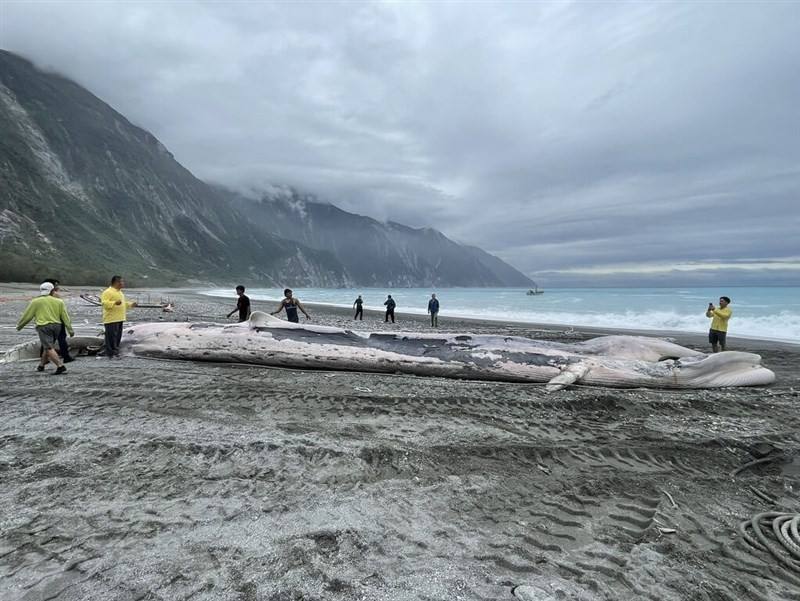 The whale carcass is towed onto Hualien County's Chongde Beach on Wednesday. Photo courtesy of Hualien County Government