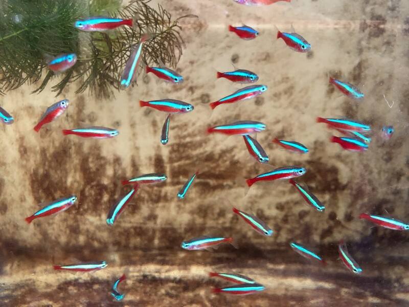 「阿氏霓虹脂鯉」（俗稱紅蓮燈）深受市場喜愛的觀賞魚，農業部水產試驗所成功建立建人工繁技術，將可協助產業自主量產。（水試所提供）