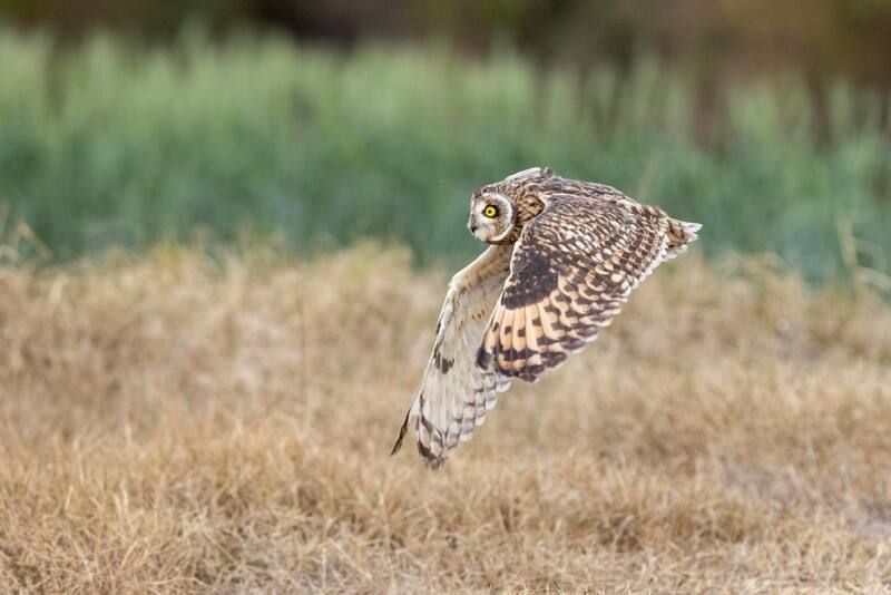 內政部國家公園署金門國家公園管理處將傷癒猛禽衛星追蹤納入鳥類救傷管理，發現短耳鴞除農地，也在花崗岩植被區棲息，打破過往對短耳鴞棲地選擇單一印象。（金門國家公園管理處提供）