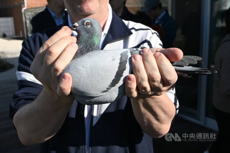 賽鴿新金（NEW KIM），在2020年的一場拍賣會上以160萬歐元（約新台幣5900萬元）的價格拍出，創下全新的世界紀錄。目前飼養於比利時魯汶一間專業鴿舍。中央社記者吳柏緯魯汶攝