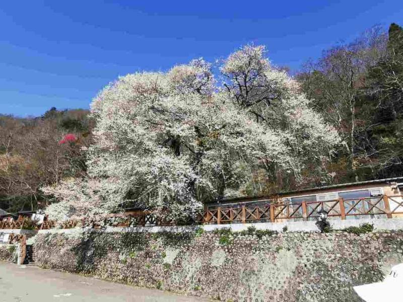春天腳步接近，雪霸國家公園管理處9日說，觀霧遊憩區的「霧社櫻王」目前花開已接近8成，預估再3至5天就會滿花全開。（雪霸國家公園管理處提供）