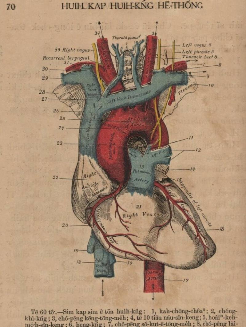1917年出版「內外科看護學」，全書採用當時教會廣泛推行的「白話字」，看似外文，實際卻是道地台語，並搭配彩色手繪插圖說明。（台南市政府提供）