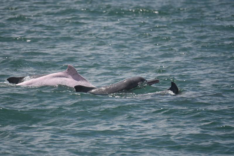 海洋委員會海洋保育署10日公布114年度台灣西部沿海白海豚監測成果，於海上調查期間共目擊白海豚17群次，其中8群次為母帶幼豚的育幼群畫面，並辨識出30隻個體、記錄25隻次幼豚。圖為調查過程在雲林縣三條崙漁港目擊的白海豚育幼群。（海洋委員會海洋保育署提供）