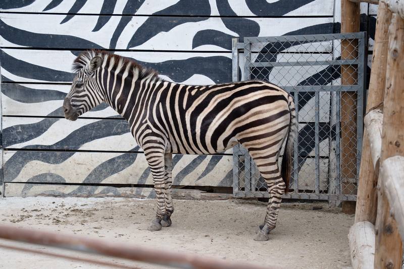 台北市立動物園說，斑馬非常敏感、容易緊迫，雌性的查普曼斑馬「樹格登」能平靜運抵，與114年11月先將運輸箱放到她原本生活場地熟悉，預做減敏準備有關。（台北市立動物園提供）