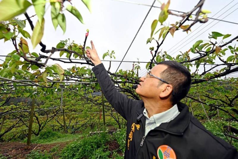 苗栗縣高接梨受1月持續低溫及降雨稀少影響，導致梨穗枯萎嚴重、結果率不佳，縣府10日表示，將報請農業部爭取天然災害現金救助，補貼農民損失。（苗栗縣政府提供）