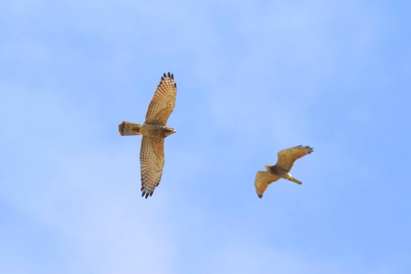 灰面鵟鷹每年3、4月北返過境台灣，交通部觀光署參山國家風景區管理處與彰化縣、南投縣政府合辦「2026八卦山賞鷹季」活動，邀民眾走入社區及山林，近距離觀察灰面鵟鷹生態。（參山處提供）