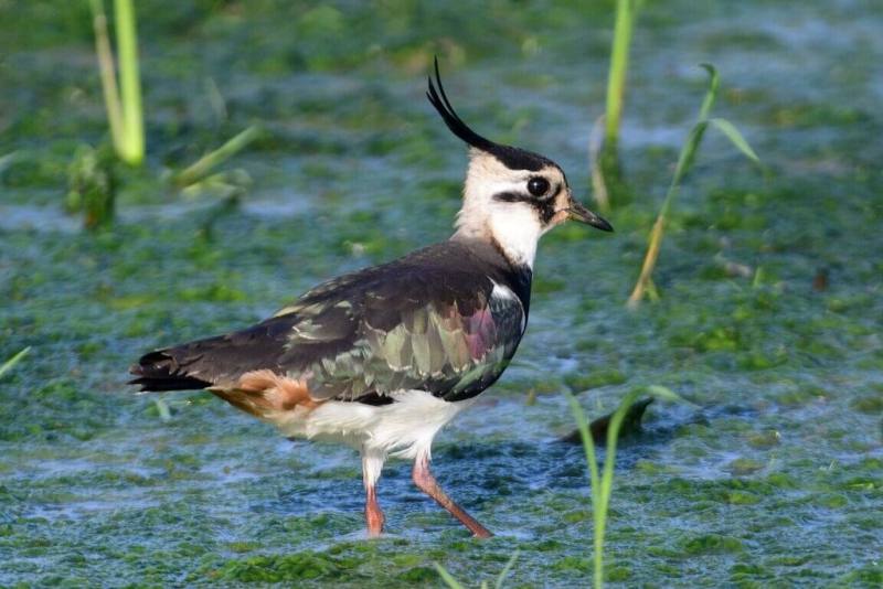 桃園市野鳥學會於民國114年12月及115年1月完成2次冬季埤塘鳥類普查，調查中的羅文鴨、小辮鴴（圖）、東方鵟及凍原豆雁，皆為歷年埤塘鳥類調查以來首次發現。（鳥友劉育昇拍攝提供）