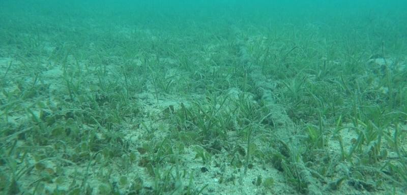 農業部水產試驗所推動海草復育，為穩定種苗來源，澎湖漁業生物研究中心先前移植天然海草到通梁及虎井灣港種植，已成功繁衍，將是未來在亞潮帶海底復育海草的種原庫。（水試所澎湖漁業生物研究中心提供）