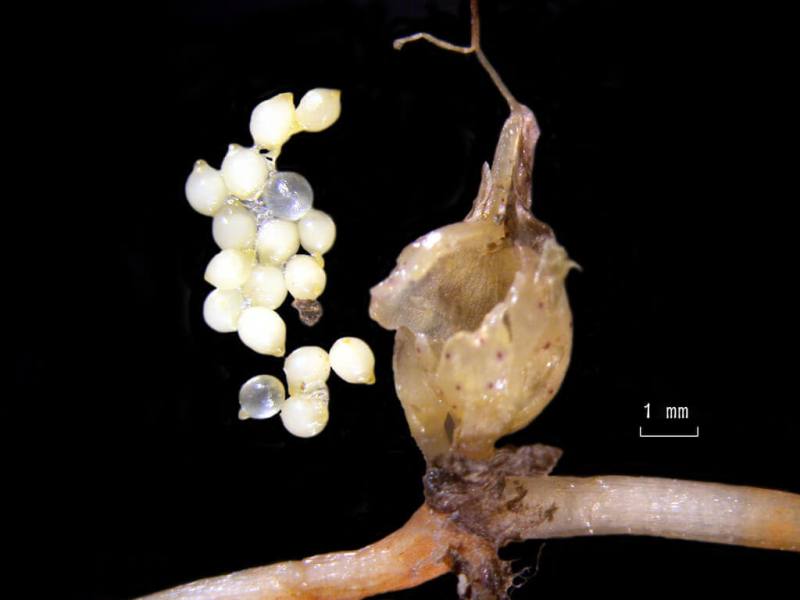 農業部水產試驗所推動海草復育，目前掌握無性繁殖技術，有性繁殖的播種仍待突破，主要是台灣大部分海草種子都太小，不易蒐集。圖為名為卵葉鹽草的海草種子不到1毫米。（水試所澎湖漁業生物研究中心提供）