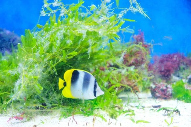 農業部推動海草復育，位在桃園的Xpark水族館是日本西武集團旗下八景島首座海外分館，2025年起在水產試驗所協助下，於館內「暖海生機展區」展示4種海草，協助向民眾宣導海草對海洋生物的重要性及固碳效果