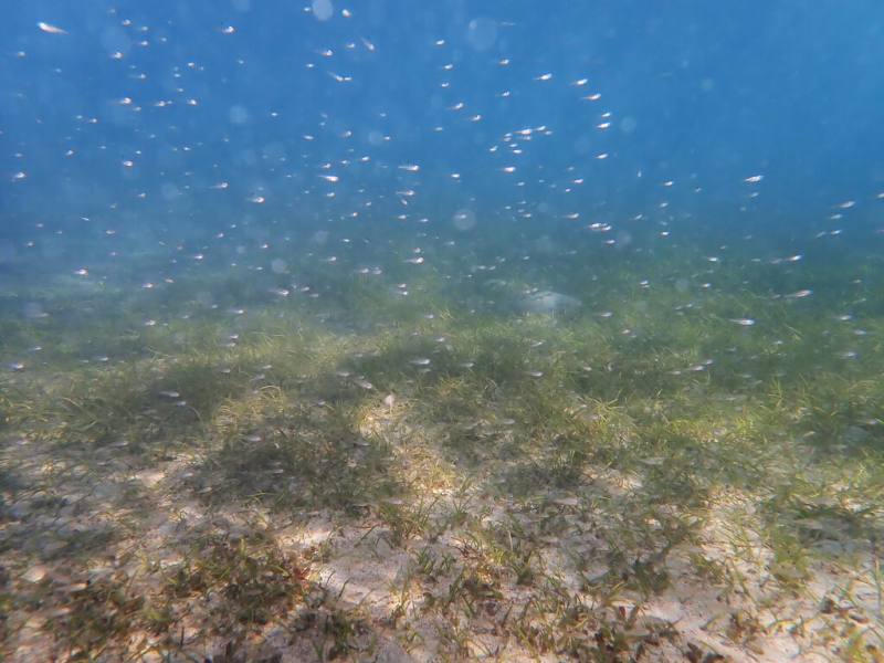 海草是藍碳碳匯關鍵角色，農業部水產試驗所2014年在澎湖推動海草復育，環境部2025年通過海草復育方法學，澎湖復育地點已見海洋生物回流並產下幼苗。（水試所澎湖漁業生物研中心提供）