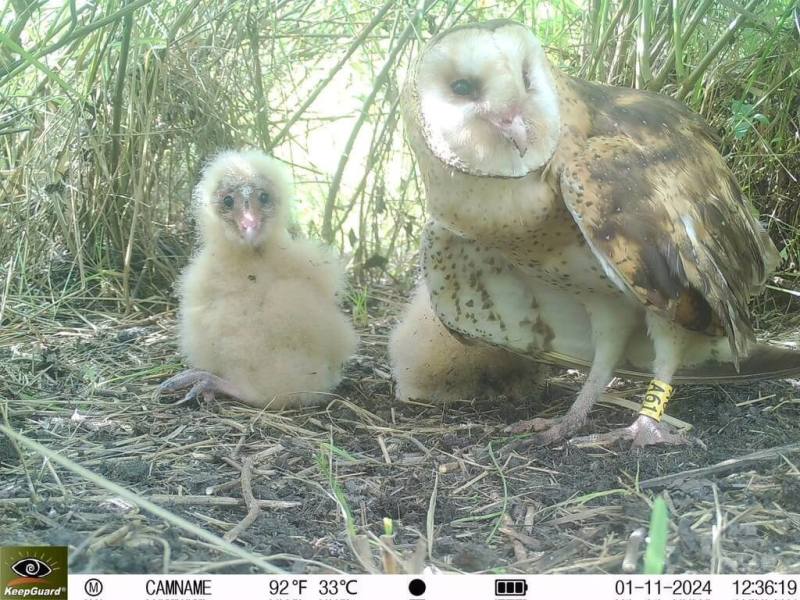 草鴞在「2024臺灣鳥類紅皮書名錄」中列為國家瀕危類別，屏東縣政府盤點縣有土地資源，盼將看似平凡的草地，轉化為草鴞重要棲地。圖為草鴞。（屏科大鳥類生態研究室提供）