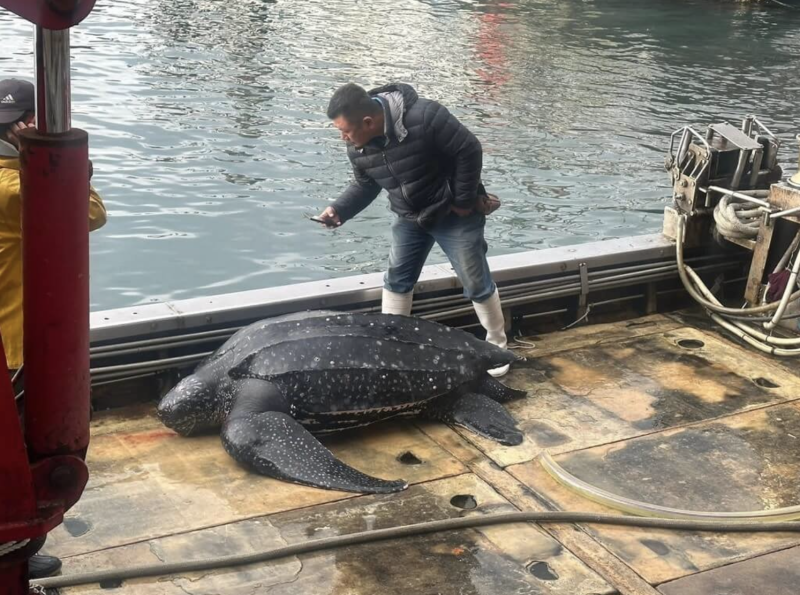 宜蘭梗枋定置漁場昨天發現一隻受困海龜，是海龜中體型最大的「革龜」（圖），身長148公分、重達280公斤，嘴部流血遭網具纏繞，後送至基隆市八斗子海之生救傷站收容治療。（讀者提供）