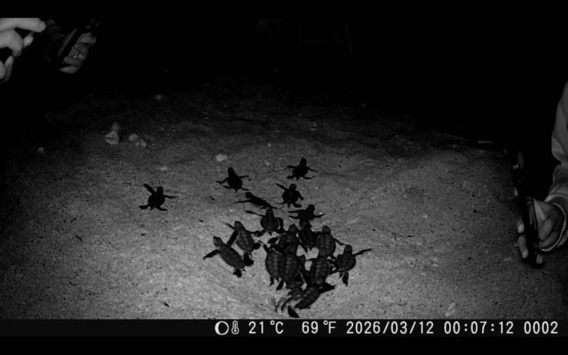 海洋委員會海洋保育署於小琉球蛤板灣記錄到冬季綠蠵龜上岸產卵案例，該母龜於民國114年12月間產下第一窩卵，70隻稚龜近日破殼後自行爬入大海。（海保署提供）