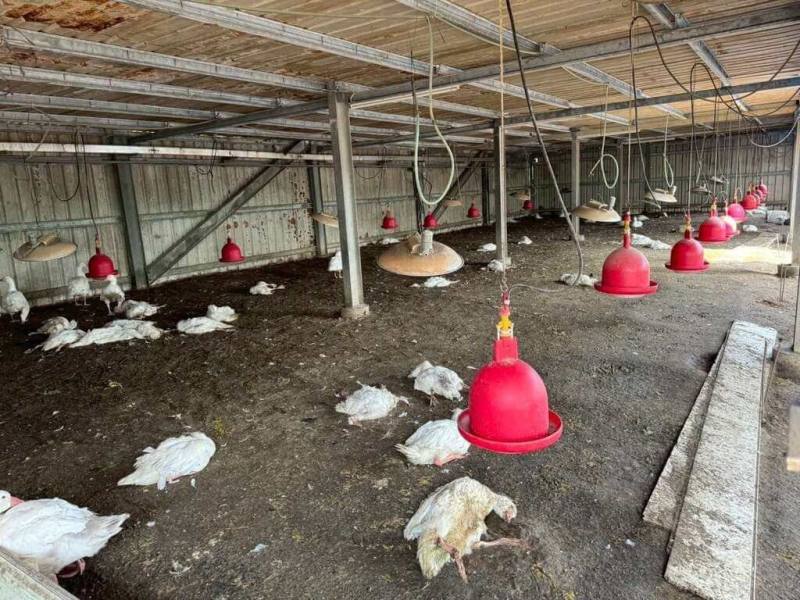 雲林縣水林鄉1處鵝場13日出現異常死亡，經主動通報確診為H5N1，雲林縣動植物防疫所16日撲殺883隻鵝，並完成全面清消，半徑1公里內15場禽場列管。 （雲林縣府提供）