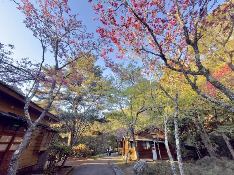 大雪山國家森林遊樂區遊客中心後方及雪山莊旁，紅粉色的山櫻花綻放與霧社櫻的純白花海相互輝映，景色優美。（林業及自然保育署台中分署提供）