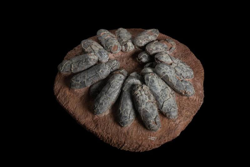 國立自然科學博物館跨領域團隊研究竊蛋龍孵蛋之謎，館藏的竊蛋龍蛋窩化石是此次模擬實驗最重要原型。（國立自然科學博物館提供）