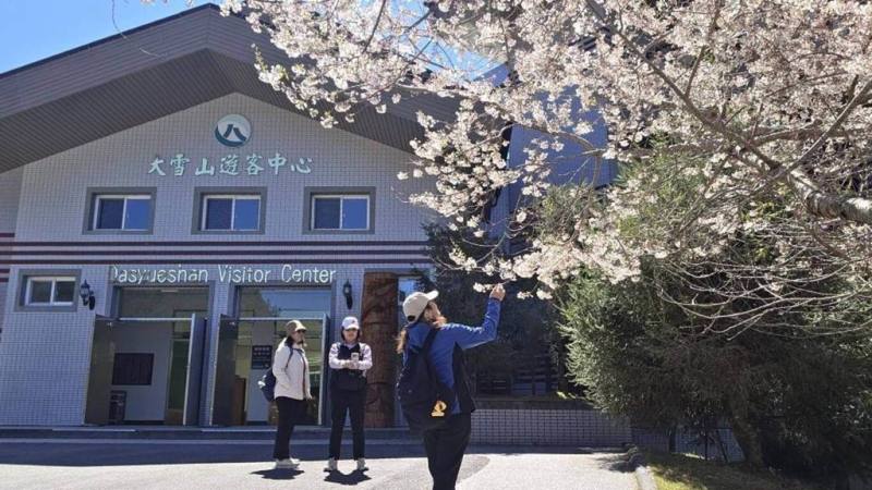 大雪山國家森林遊樂區內櫻花綻放，園區內收費站及遊客中心前霧社櫻已綻放6成，吸引遊客拍照。（林業及自然保育署台中分署提供）