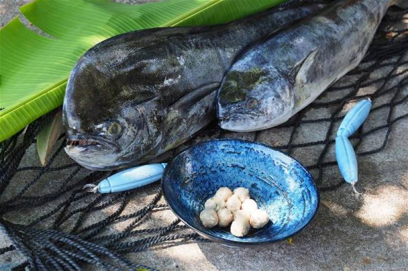 The dolphinfish (mahi-mahi) is generally caught by longline fishing. This is an environmentally friendly method in which “only the willing are hooked.” This fish mainly appears on dining tables in the form of fish steaks, fish floss, and fish balls.​​