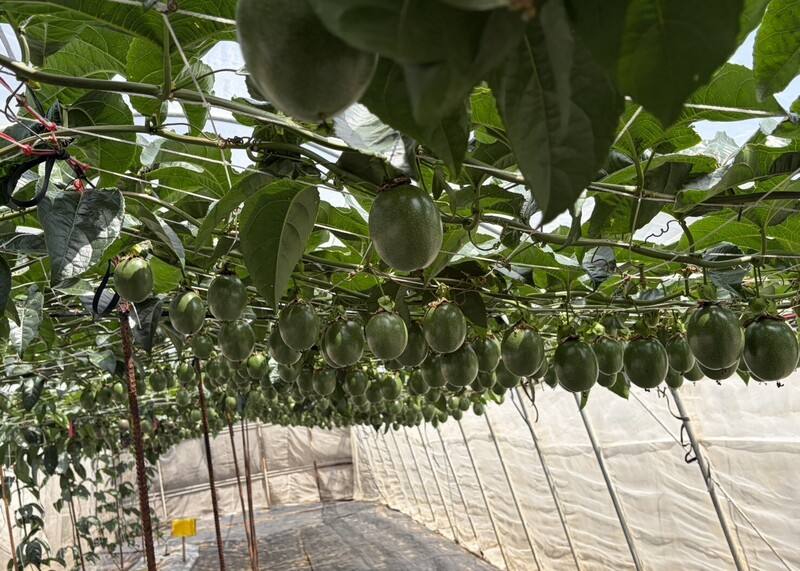 高雄農改場「澎湖地區春季百香果栽培推廣示範觀摩」活動，果農們對於百香果結實纍纍，都給予高度肯定。