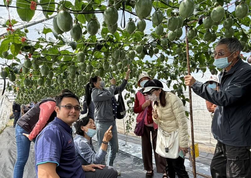 高雄農改場「澎湖地區春季百香果栽培推廣示範觀摩」活動，17日邀請農友前往田間進行實地觀摩，吸引在地70多名有意投入栽培的果農及民眾參與。