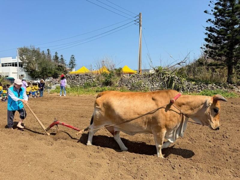 澎湖縣湖西鄉公所近年積極推動食農教育，18日在湖西生態園區舉行「食農教育、憶兒時坐牛車種花生」活動，黃牛犁田等傳統農耕再現。（湖西鄉公所提供）