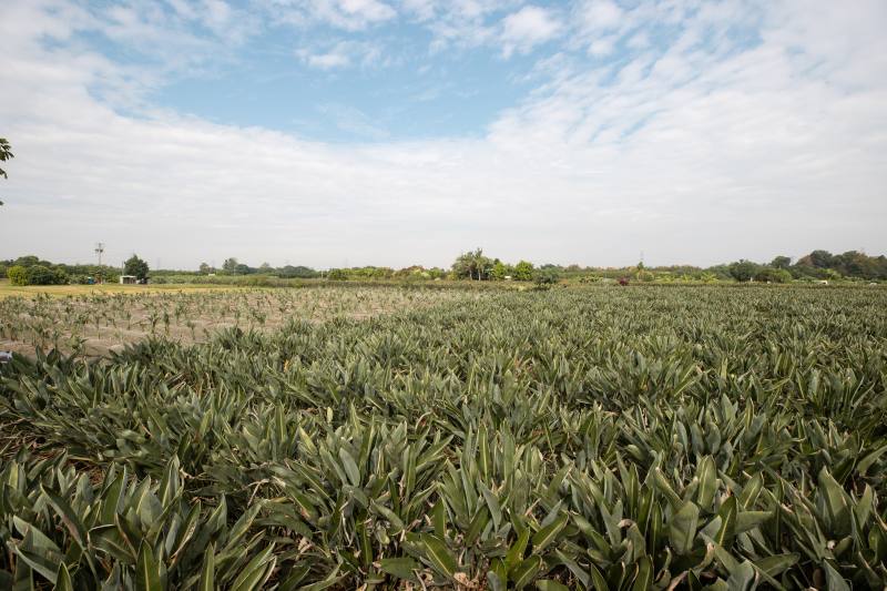 彰化溪州公地放領現況