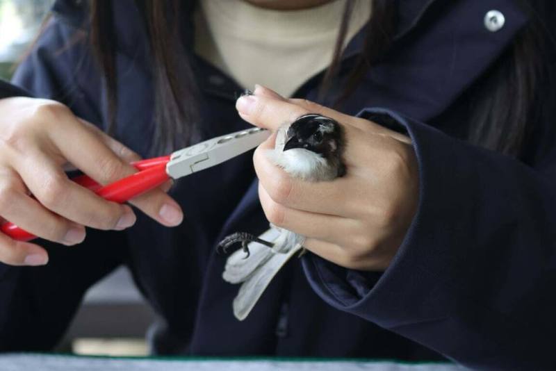 奧萬大自然教育中心4月11日、5月22日辦理鳥類繫放實作、野生動物救傷研習班，帶領學員走出課本知識，直擊台灣保育工作最前線。圖為鳥類繫放使用腳環標記捕獲的鳥隻。（林業及自然保育署南投分署提供）