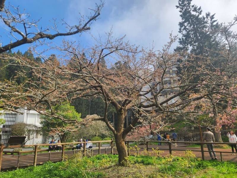 2026阿里山花季10日起至4月10日展開，阿里山森林遊樂區內31種櫻花接力綻放，位於阿里山工作站前的櫻王（染井吉野櫻）預計25日前後盛開。（林業及自然保育署嘉義分署提供）