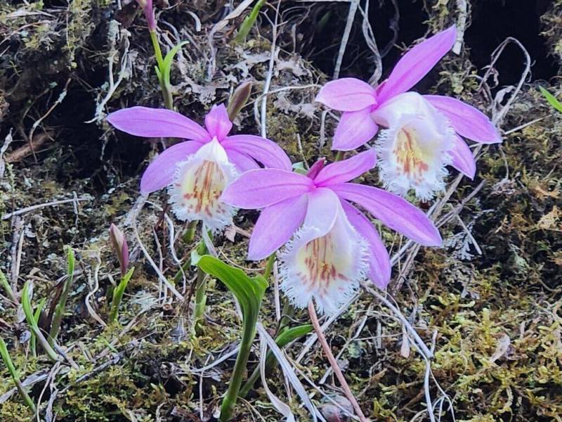 2026阿里山花季正熱烈進行中，阿里山森林遊樂區內31種櫻花接力綻放，此外，屬台灣原生種的「台灣一葉蘭」（圖）也已開花。（林業及自然保育署嘉義分署提供）