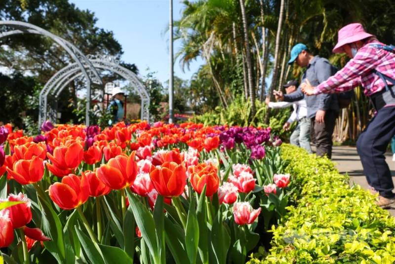 圖為民眾在士林官邸賞花、拍照，鬱金香在陽光照射下顯得鮮豔奪目。（中央社檔案照片）