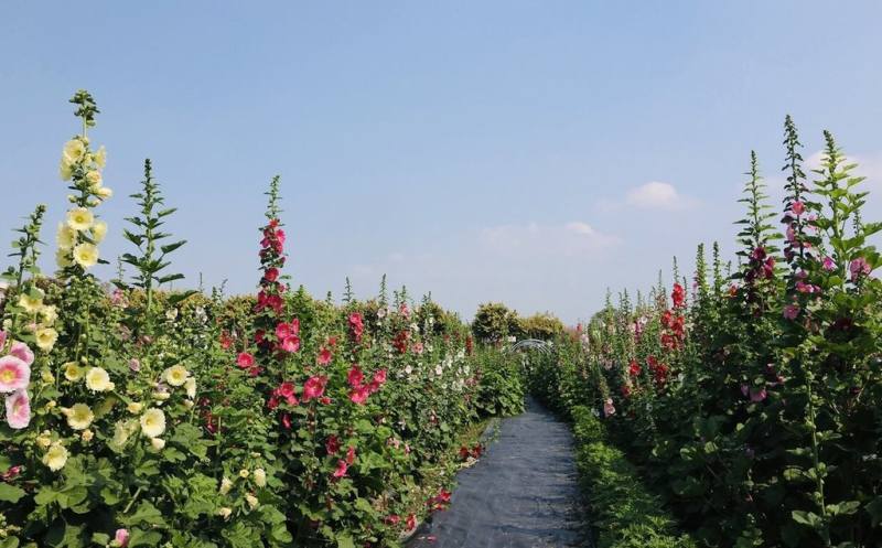 邁入第12年的彰化員林蜀葵花季28日即將正式開幕，員林市公所19日邀請民眾前往暢遊廣達8000平方公尺、色彩繽紛的花田。（員林市公所提供）