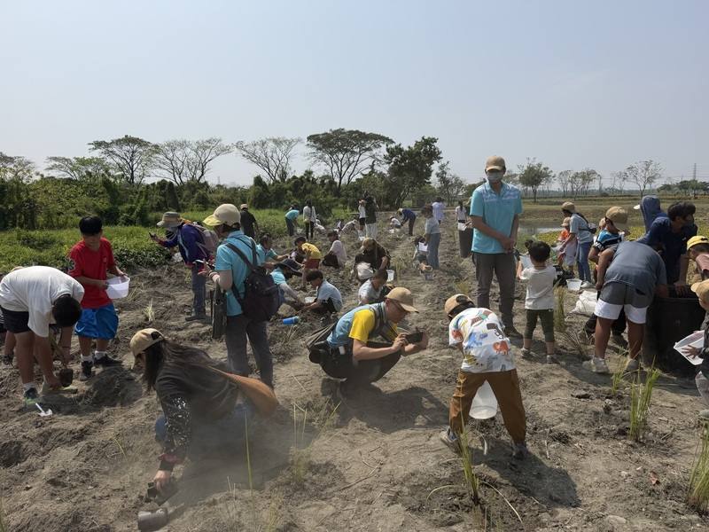 草鴞是瀕臨絕種動物，全台數量不到500隻，屏東縣政府攜手林業保育署屏東分署，21日在圳寮濕地種下1000株白茅，共同營造適合草鴞棲地。