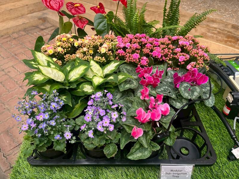 農業部桃園區農業改良場研發「盆栽植物栽培端盤底部灌溉系統」，採用「4盆連通」及「單元定量給水」設計，不但可減少82%澆水人力，還可節省50%至75%灌溉水量，自2021年推廣以來已銷售逾3萬個。（桃園農改場提供）