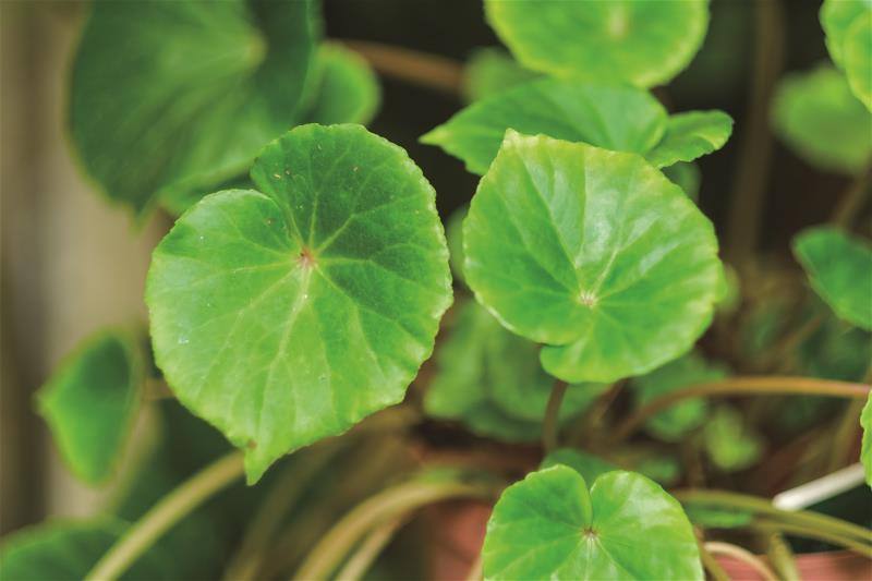 Begonia fenicis has white or pale pink flowers.