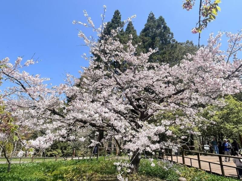 阿里山國家森林遊樂區位於林保署嘉義分署阿里山工作站前的「櫻王」染井吉野櫻24日已綻放至滿開狀態，美不勝收。（蕭明學提供）
