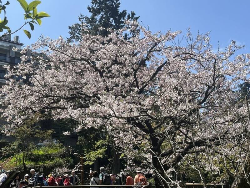 阿里山國家森林遊樂區位於林保署嘉義分署阿里山工作站前的「櫻王」染井吉野櫻24日盛開，進入最佳賞花期。（蕭明學提供）