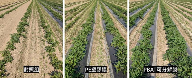 農部農業試驗所為改善甘藷每逢乾旱及低溫，產量及品質下降，導入農膜敷蓋栽培技術，減少土壤水分蒸發及提升土壤溫度，試驗結果，在乾旱及低溫條件下，採用塑膠膜或複合膜敷蓋栽培，產量都明顯比對照組高出許多。（農試所提供）