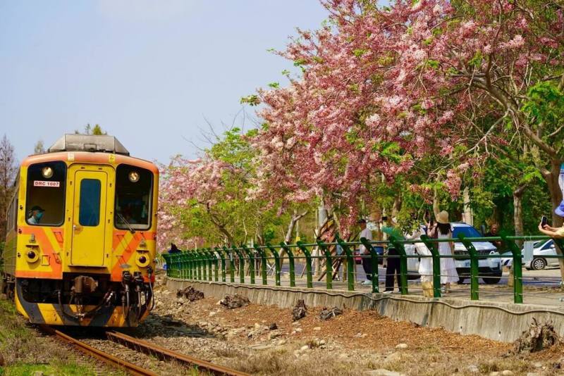 彰化縣二水鄉台鐵集集支線旁花旗木盛開（圖），參山國家風景區管理處23日推薦遊客搭乘「台灣好行跑水求財線」，沿途可輕鬆賞花，免塞車還能續訪南投竹山紫南宮。（參山國家風景區管理處提供）