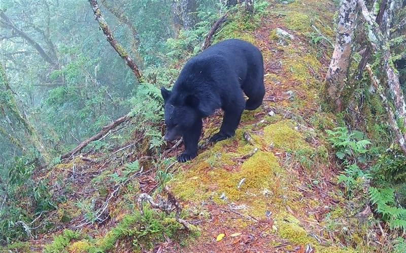 A Formosan black bear. CNA file photo
