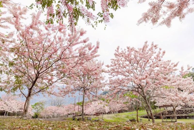 高雄六龜區的花旗木陸續盛開，成為春季限定景點。為迎接兒童連假與春遊熱潮，高雄市3月28日起於六龜寶來及不老溫泉區推出「六龜湯旅春遊季」系列活動，結合賞花、泡湯邀民眾走訪六龜。（高雄市觀光局提供）