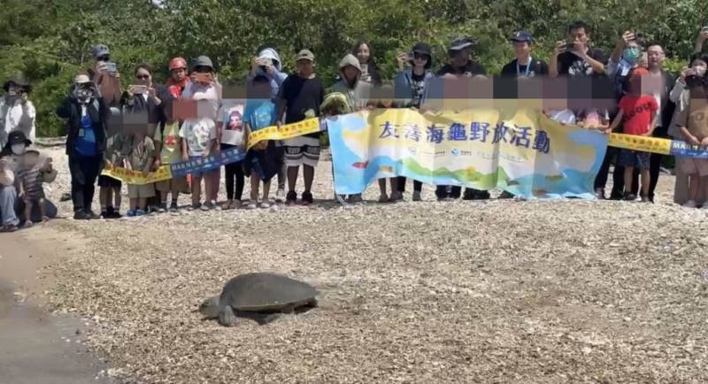 海洋委員會海洋保育署與國立海洋生物博物館，26日在屏東後灣沙灘野放欖蠵龜，眾人祝福聲中，海龜緩緩爬向海洋家園。（民眾提供）