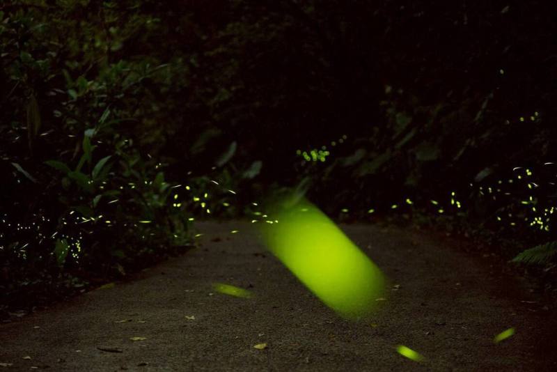 天氣漸暖，又到了「火金姑」紛飛的季節，台北市立動物園4月特別推出「螢光秘境體驗營」，29日開放網路報名。（台北市立動物園提供）