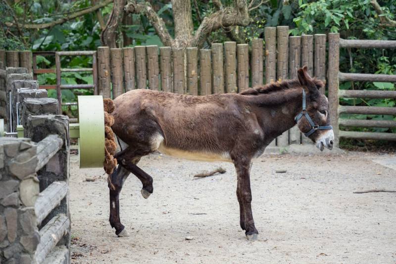台北市立動物園27日表示，兒童節當天開放台北市國小以下學童免費入園，走訪的同時，可以觀察保育員如何運用各種裝置豐富化動物的生活。圖為兒童動物區的驢子使用「友善馬驢背刷」。（台北市立動物園提供）