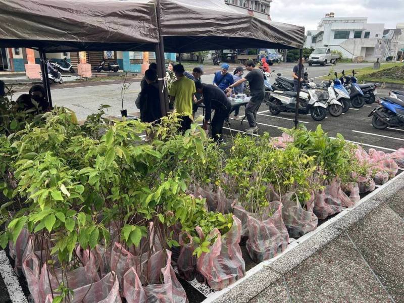 林業及自然保育署台東分署27日攜手東管處，在綠島發放800株本土樹苗，包括台東柿、鐵炮百合、土肉桂等6種綠島原生樹種，鼓勵民眾領回後栽植於家園周邊。（林保署提供）