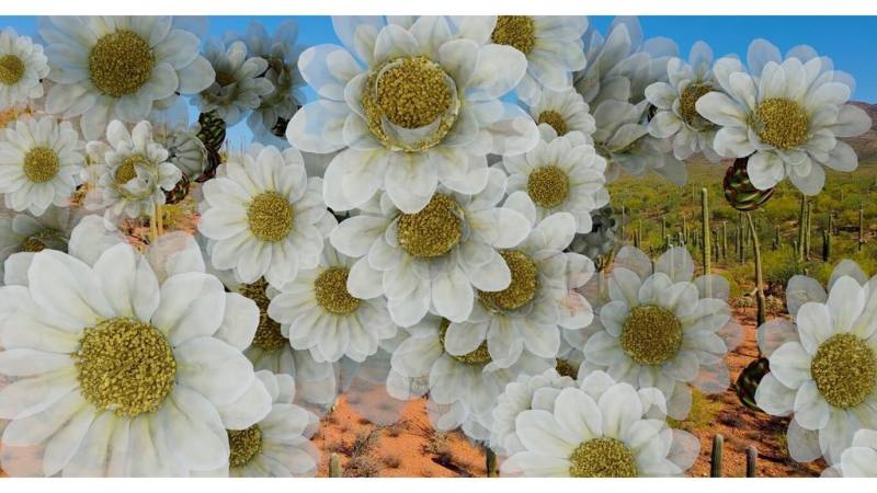 新媒體藝術家鄭淑麗紐約展出「愛人，愛」，作品「沙漠仙人掌花」。（勒斯里．羅曼美術館提供，Leslie-Lohman Museum of Art）