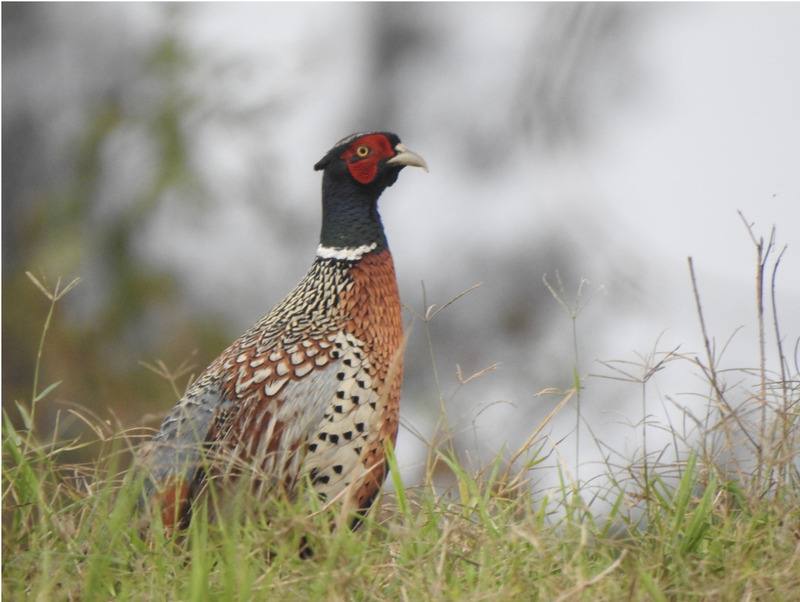 荒野保護協會台東分會每年針對台東知本濕地鳥類生態調查28日出爐，因今年2月大火與溼地乾涸影響，被列為珍貴保育類環頸雉紀錄僅121隻次，較去年206隻次大幅減少85隻次。圖為保育類環頸雉。（荒野台東分會提供）